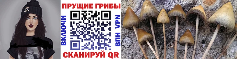Галлюциногенные грибы мицелий  где продают   Советский 